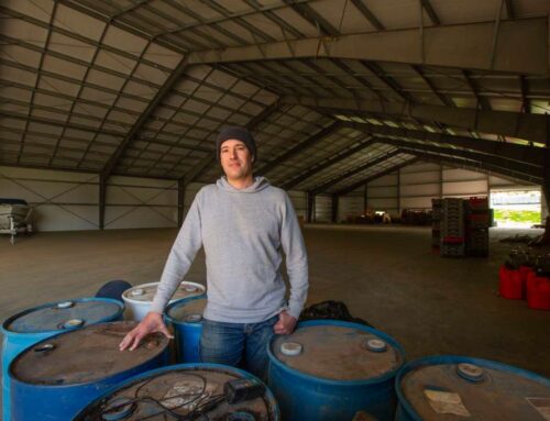 Sonoma County grants tax break for legal cannabis cultivators, manufacturers operating outside city limits