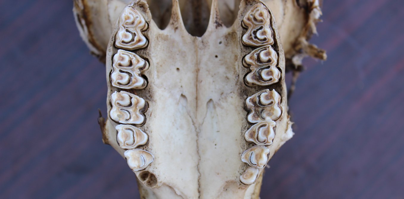 Ancient teeth reveal clues to the environment humans’ early ancestors evolved in millions of years ago