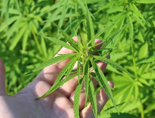 Congress wants federal study of state cannabis laws (Newsletter: April 21, 2026)