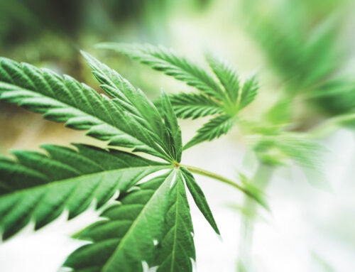 Braun willing to consider pot legalization as report finds Hoosiers spend $2B on cannabis