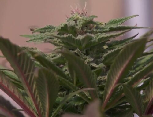 Colorado business owners say marijuana reclassification could create new opportunities