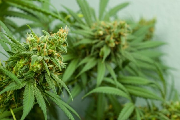 Cannabis Cultivation Facility Gets Green Light Near Apollo High School