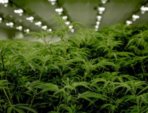 St. Cloud Zoning Board to Decide on Cannabis Facility Near Apollo High School