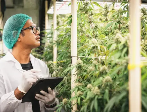 Marijuana Companies Eye Investment Boom After Trump Admin Reschedules Drug