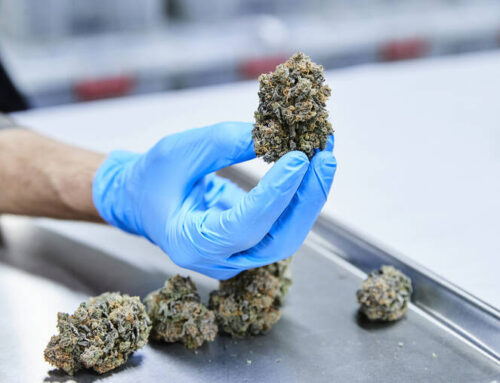 Letter: Outmoded cannabis bias hurts patients