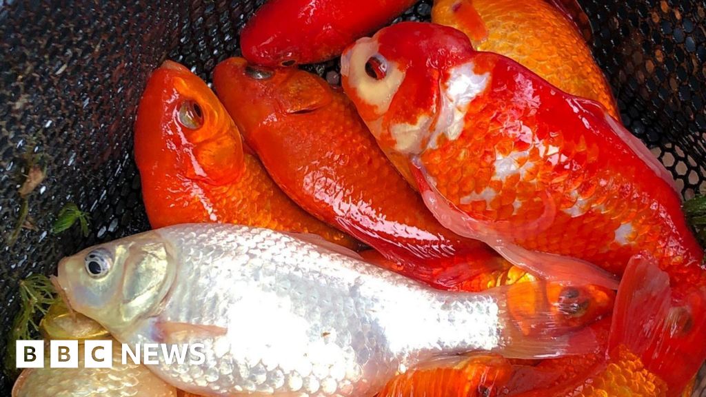 Dumped goldfish endangering native carp in lake near Cambridge Dumped goldfish endangering native carp in lake near Cambridge