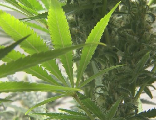 The fastest-growing demographic for cannabis use? People over 60, CU study finds
