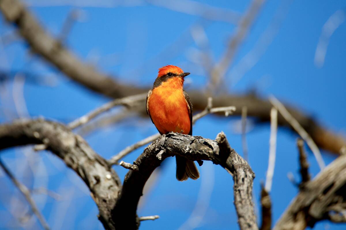 When Primm resort-casinos go dark, what happens to the birds?