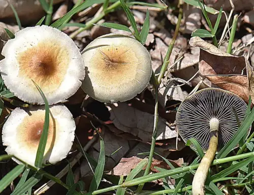 A Single Dose Of Psilocybin Can Lead To ‘Rapid’ And ‘Long-Lasting’ Improvements In Depression, Study Indicates