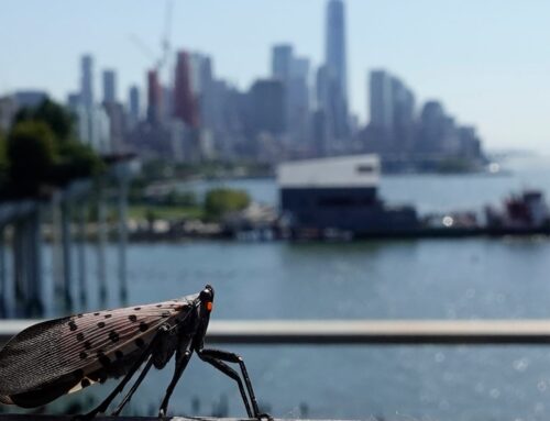 ‘They don’t belong in our environment’: US vineyards battle spotted lanternflies as invasive insects spread