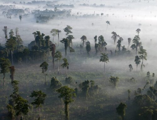 Conservationists alarmed by drastic cuts to key UK fund for global nature protection