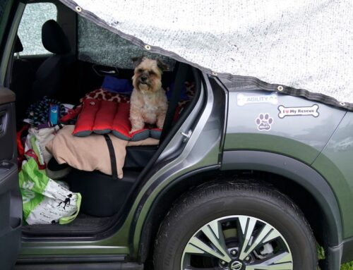 Road Tripping with Pets? It Starts with These Amazon Pet Days Deals