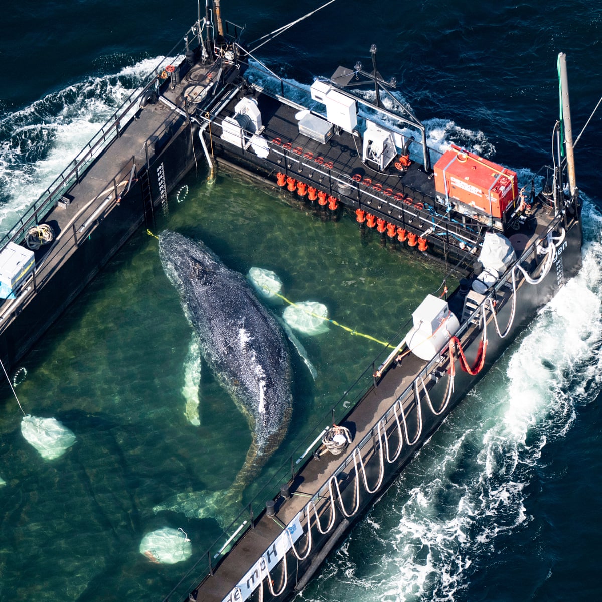 What the fate of Timmy the whale says about conservation