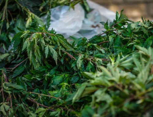 New York’s cannabis regulator wants to ease IBD symptoms with THC and CBD in new study