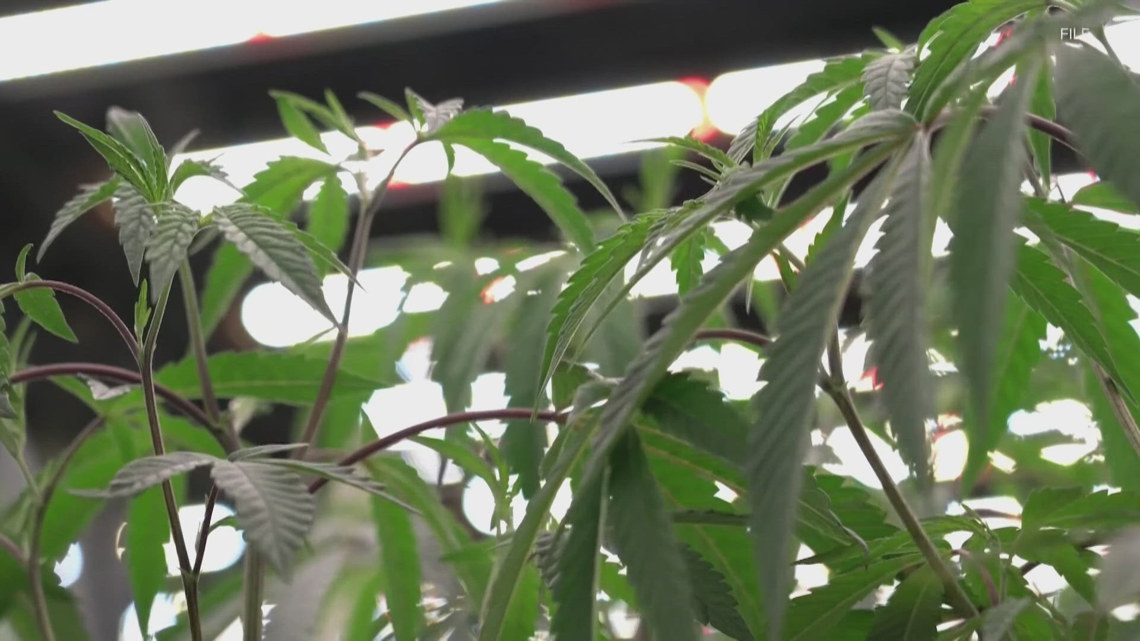 Audit finds Kentucky medical cannabis program was ‘fair’ in licensing