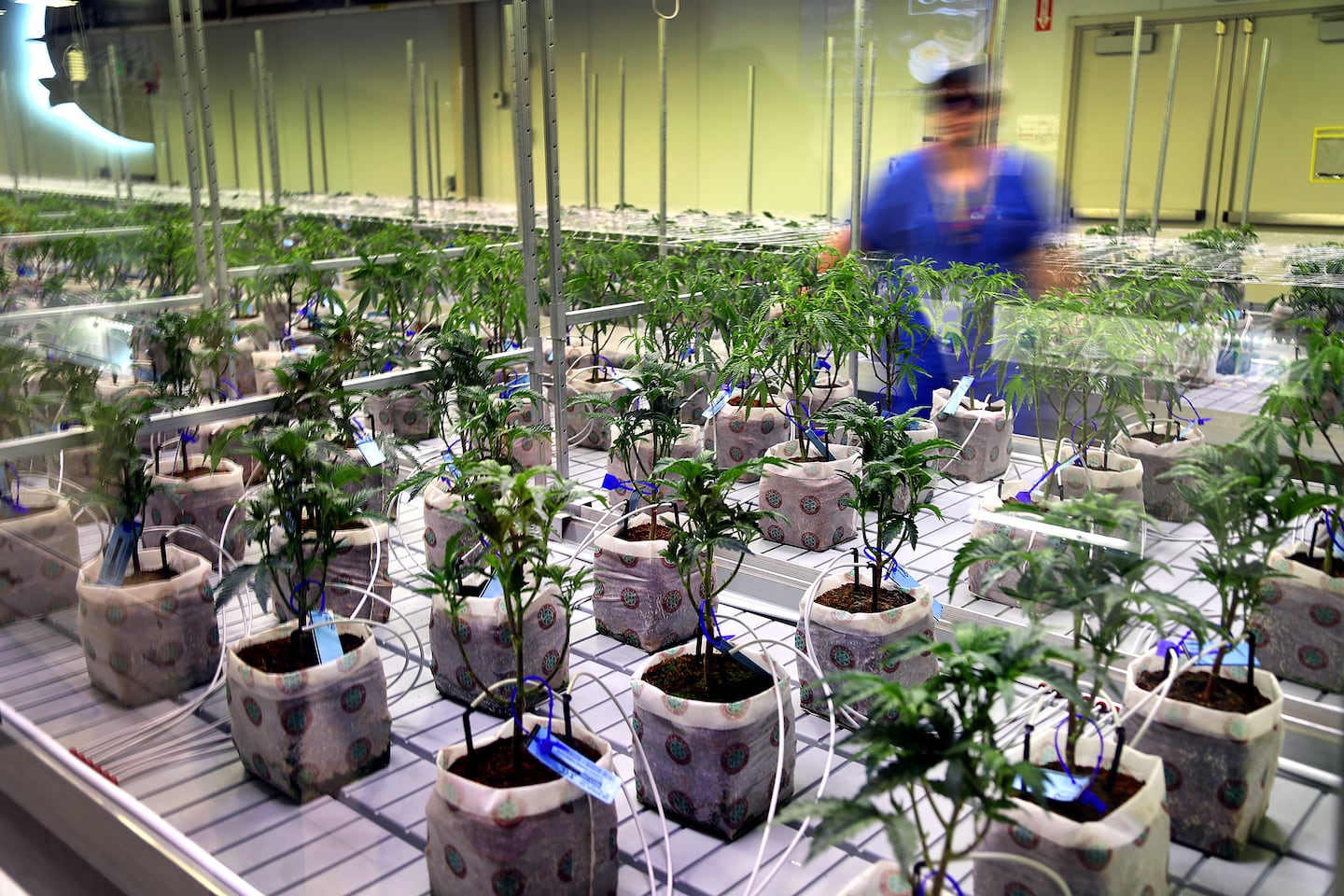 Healey will soon re-make the Cannabis Commission