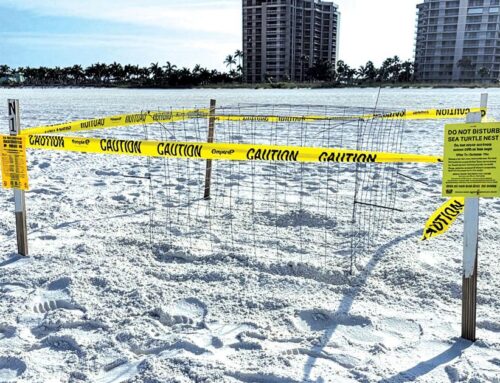 Getting into Sea Turtle Season