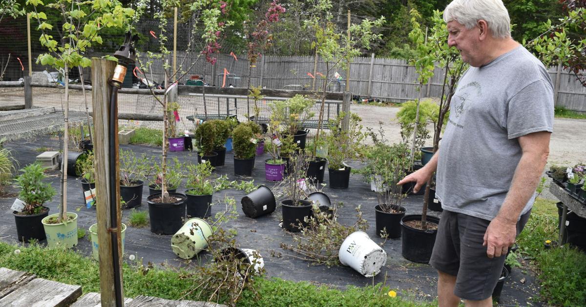 Unexpected visitors damage Seawall garden center Unexpected visitors damage Seawall garden center
