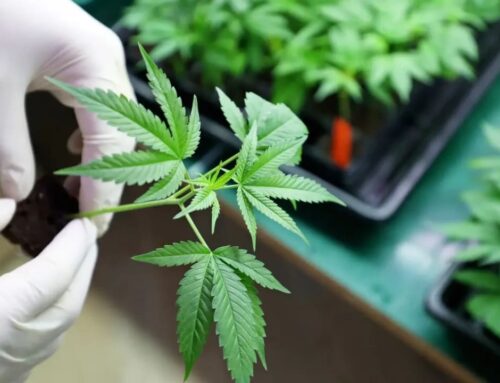Health Ministry changes medical cannabis guidelines, passes responsibility to insurance funds