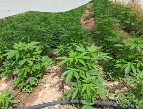 Border Police seize over 10,000 cannabis plants located in 18 greenhouses in southern Israel