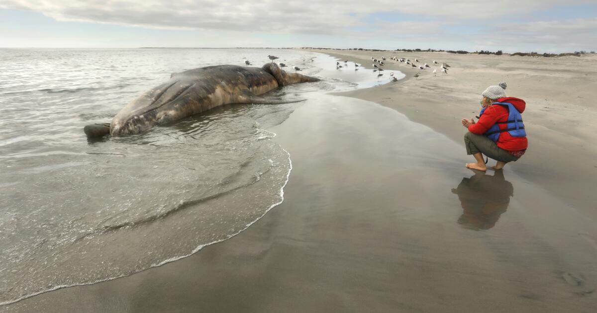 The latest on our gray whales