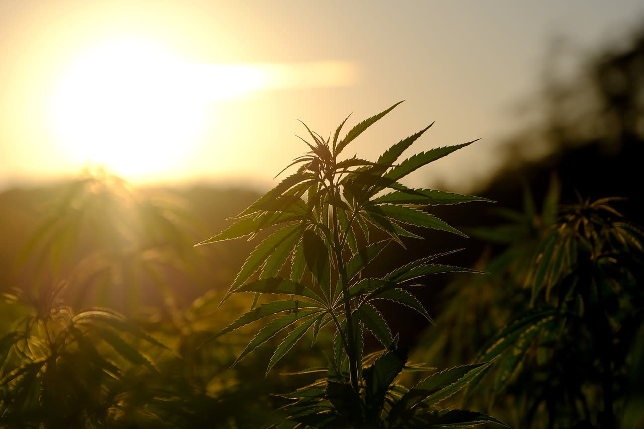 Tilray Brands Inc (TLRY) Joins European Talks on Cannabis Regulations