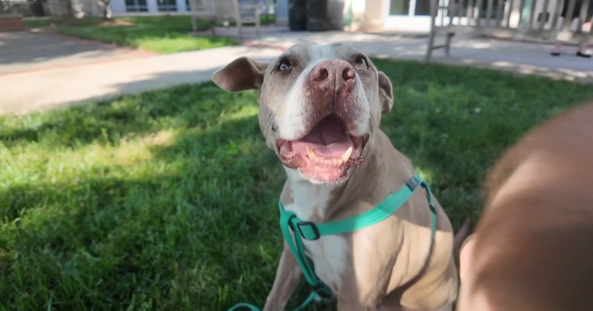 Family still waiting for reimbursement; Amazon does not dispute delivery driver hit their dog Family still waiting for reimbursement; Amazon does not dispute delivery driver hit their dog