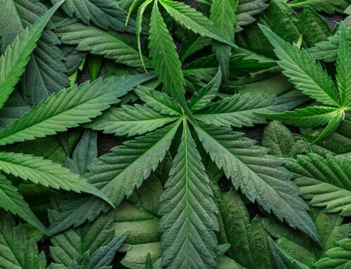 Elmira police bust two city stores for alleged illegal cannabis sales