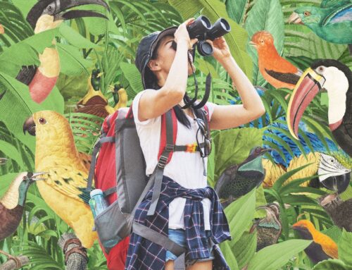 Colombia: the world capital for birdwatching