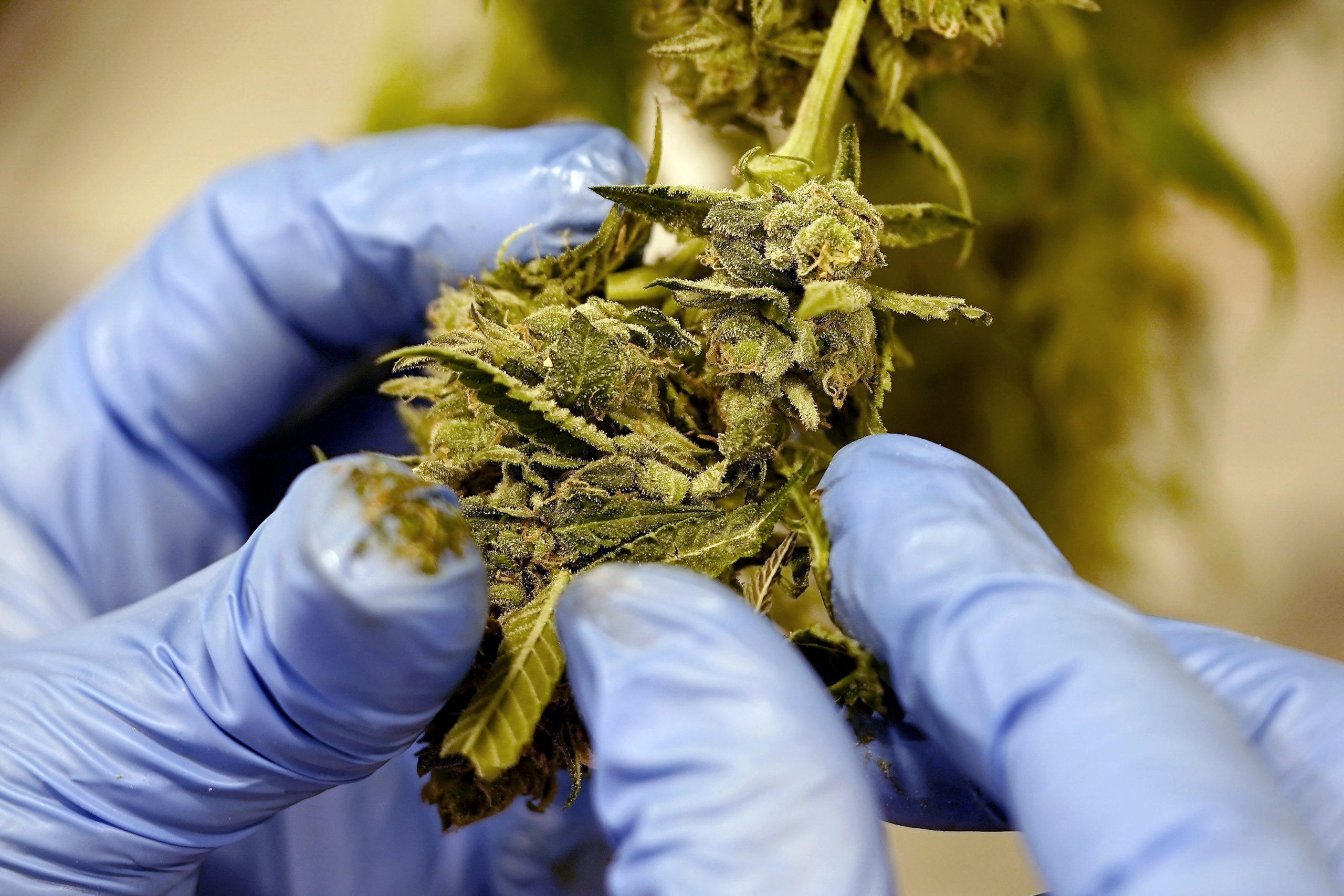 Mendocino County board passes motion to eliminate minimum cannabis tax