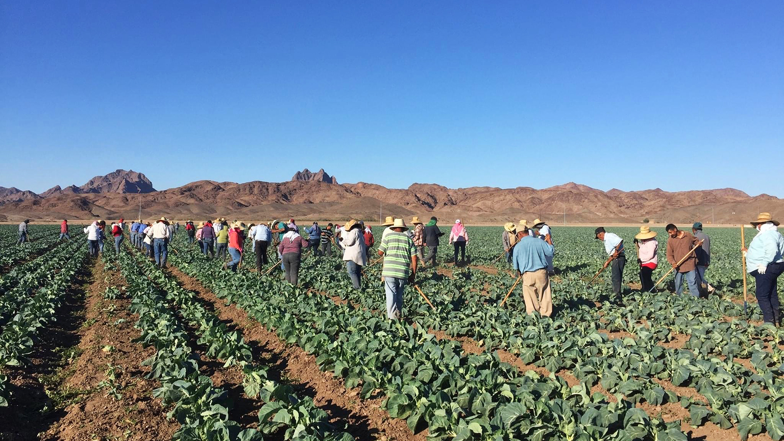 Protecting Arizona farmworkers from rising temps