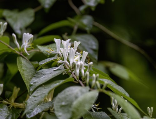 Amur honeysuckle, other plants added to list of threats to the environment in Kansas