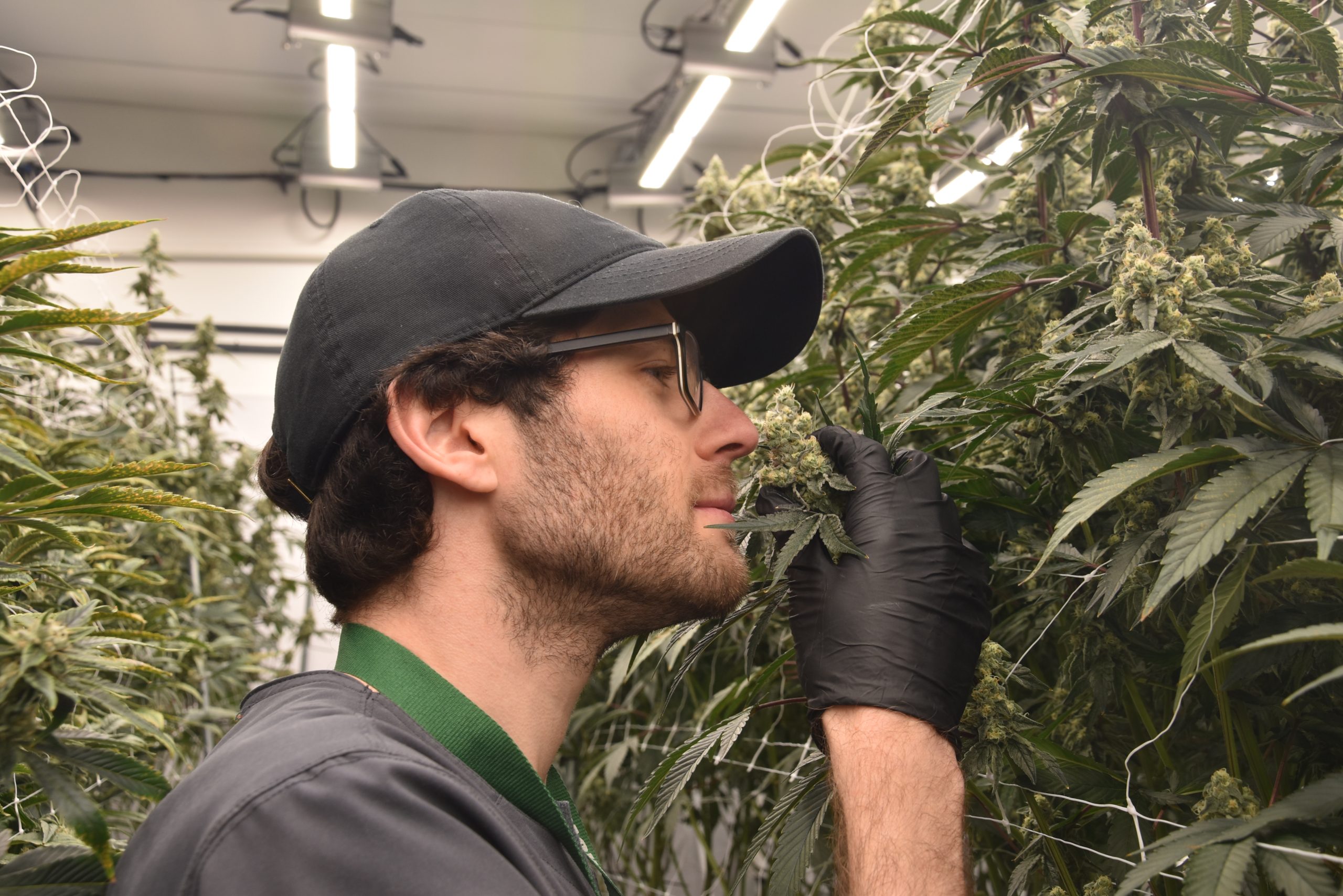 Essex County’s Only Legal Cannabis Grow House is Right Here in Montclair