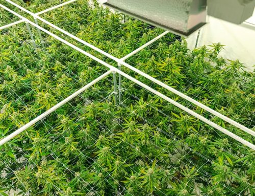 Suit over lost cannabis crop barred by economic loss rule
