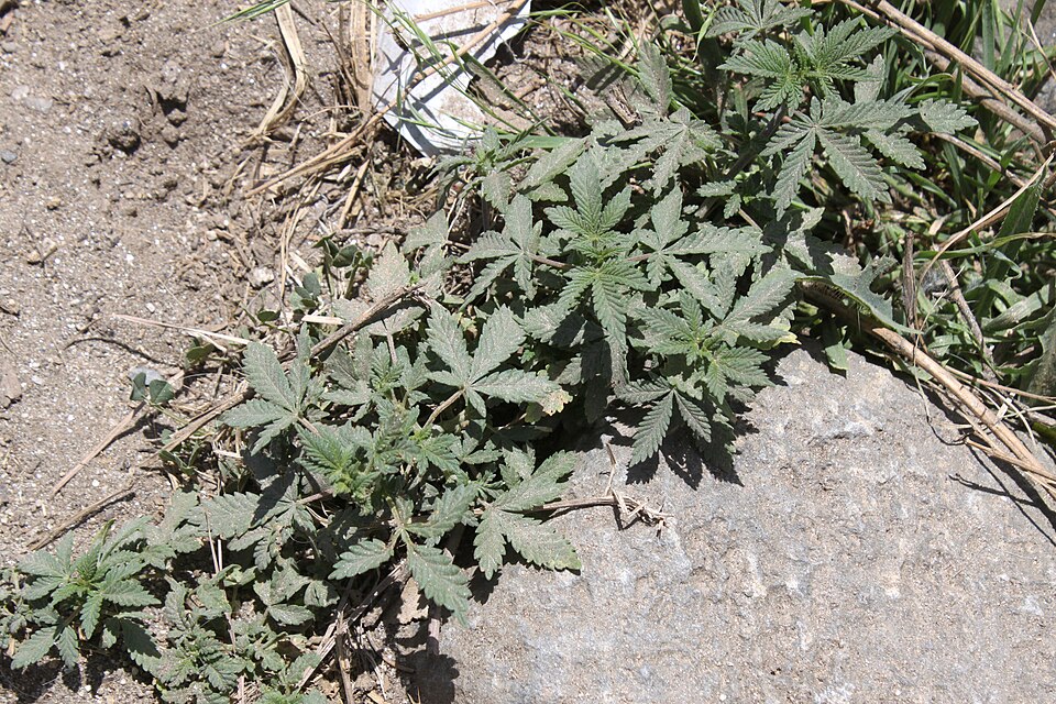 Survival Crop: When Countries Collapse, Cannabis Becomes a Lifeline