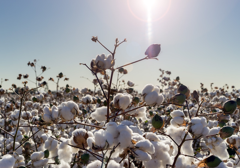 Cotton LCA claims net negative emissions