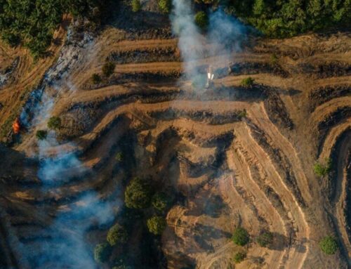 Tropical forests still under pressure despite slowdown in losses