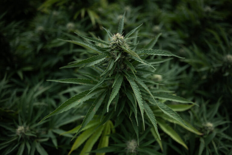 Exclusive: Black Cannabis Shop Owner Explains Struggles Still Impacting Black Owners