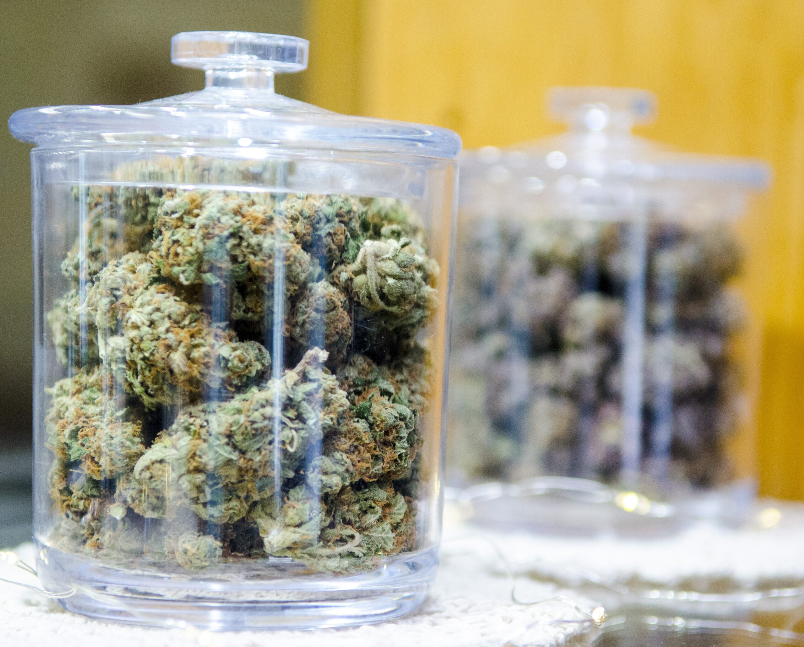 ​Moldy cannabis report misled on remediation