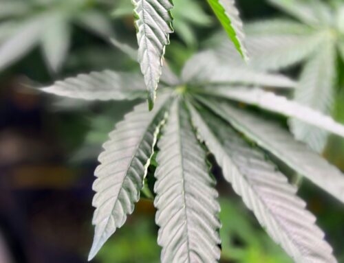 Virginia Gov. Spanberger plans to veto proposal for legalized marijuana marketplace