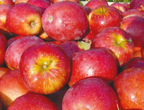 European apple stocks rise