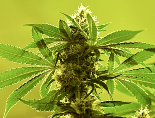 CT lawmakers reinstate cap on THC in cannabis flower after pushback