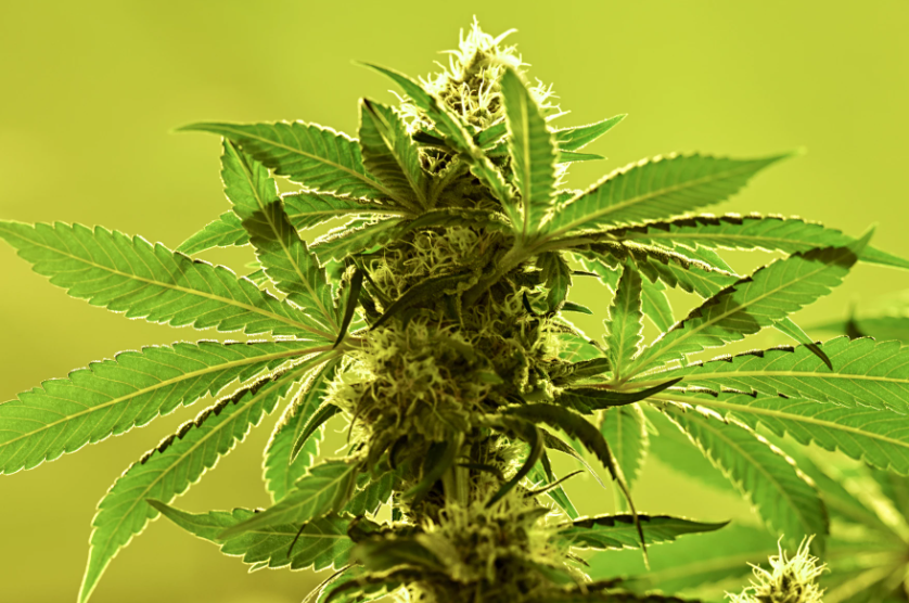 CT lawmakers reinstate cap on THC in cannabis flower after pushback