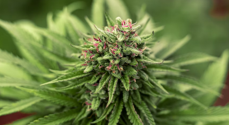 Green Dot Labs Debuting New Cannabis Strain in Arizona on May 30