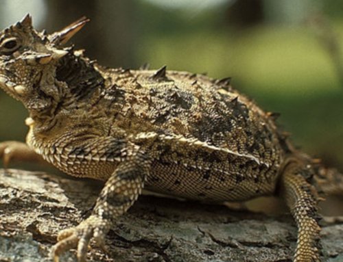 Environment Texas testimony to Texas Legislature on wildlife conservation and state parks funding