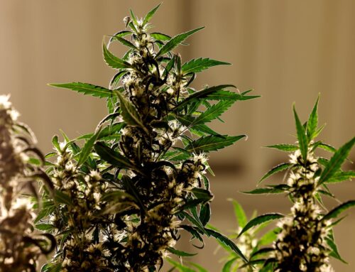 High court debates marijuana repeal petition’s summary
