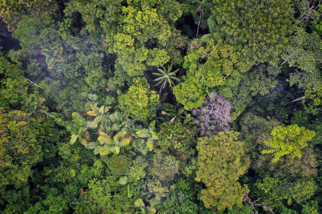 Six gaps shaping the Amazon’s future