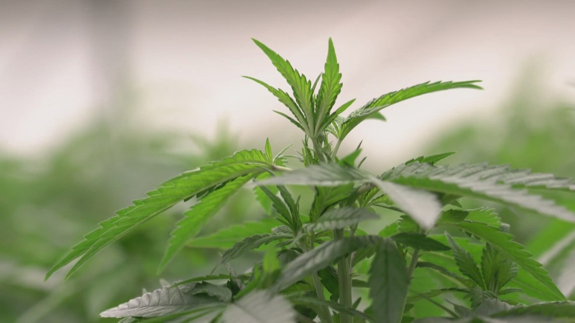 Report: Kentucky’s Office of Medical Cannabis was ‘fair and transparent’ in licensing process