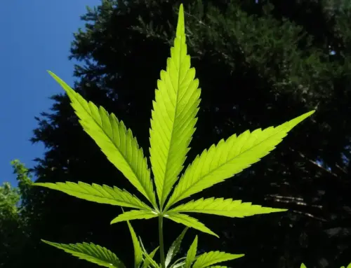 The 2026 Elections Matter More For Cannabis Than The Next Bill Filed In Congress (Op-Ed)