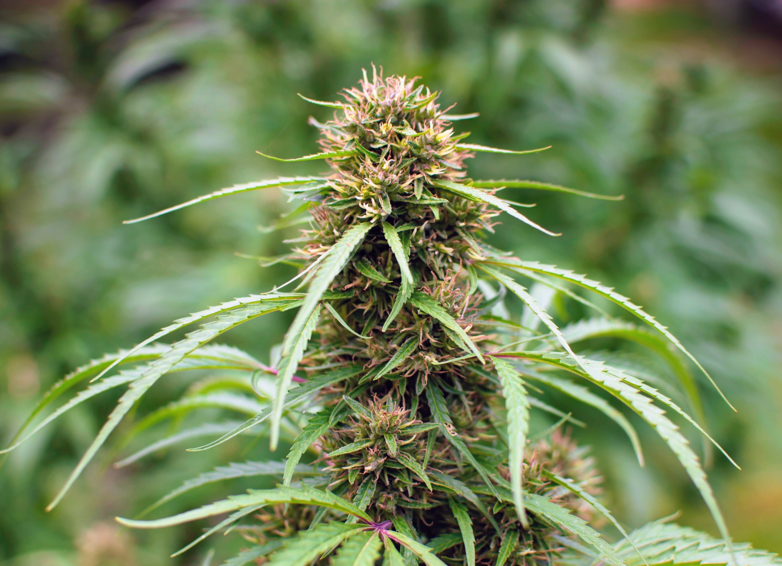 Cannabis compound linked to metabolic benefits is not THC